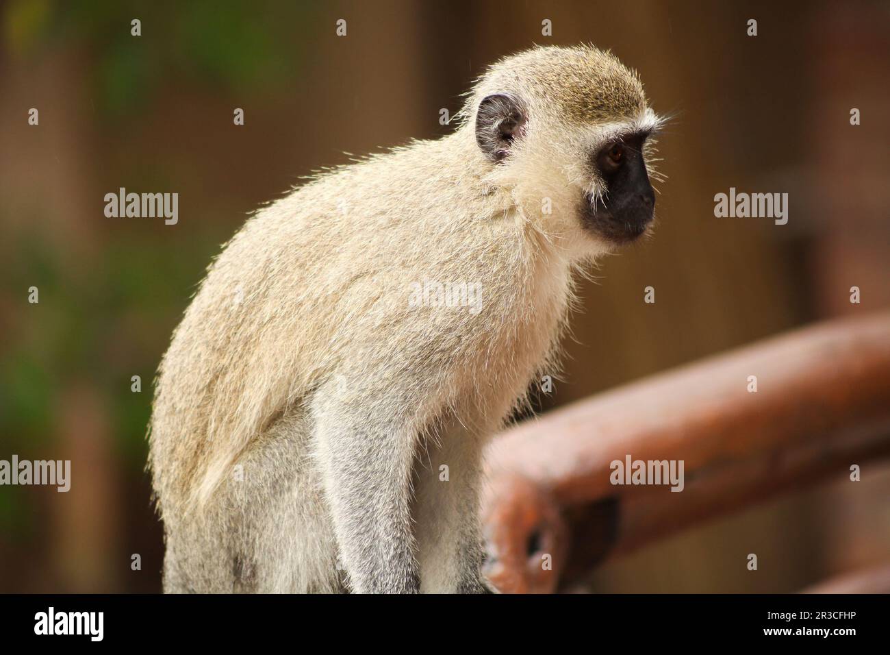 Afrikanischer Vervet-Affe in einem südafrikanischen Tierschutzgebiet Stockfoto
