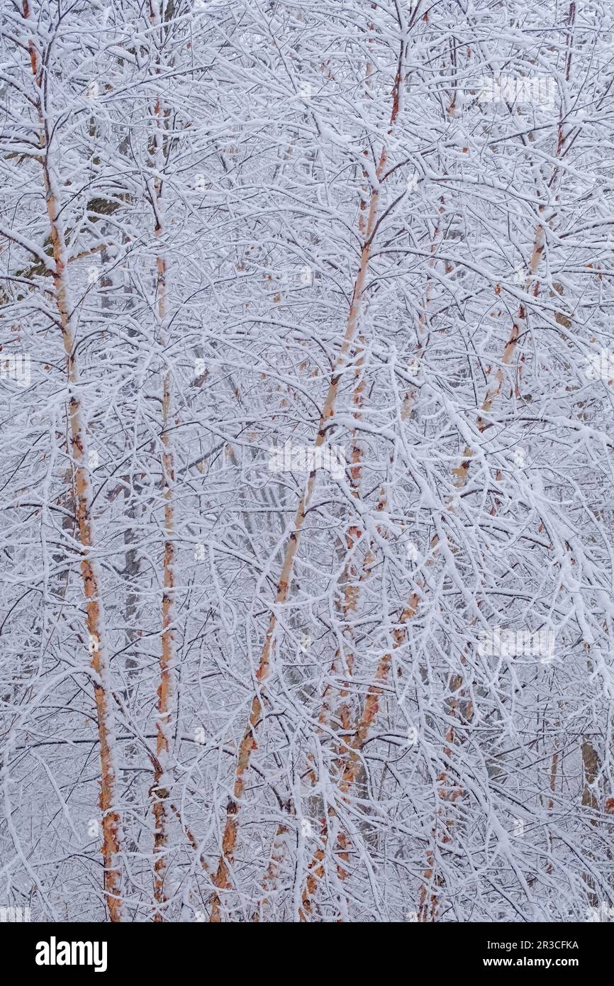 River Birch Winter Wonderland (vertikal) Stockfoto