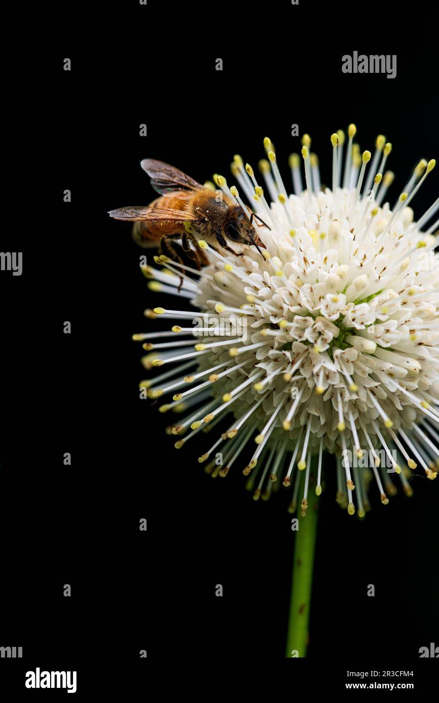 Honigbiene auf Buttonbush Blossom, Clinton River Park South, Sterling Heights, Macomb County, Michigan Stockfoto