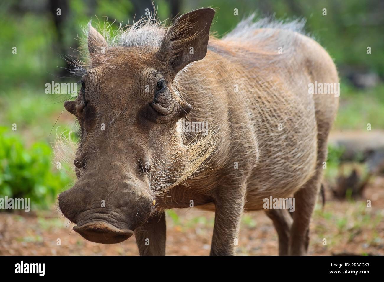 Nahaufnahme eines wilde afrikanische Warzenschwein Stockfoto