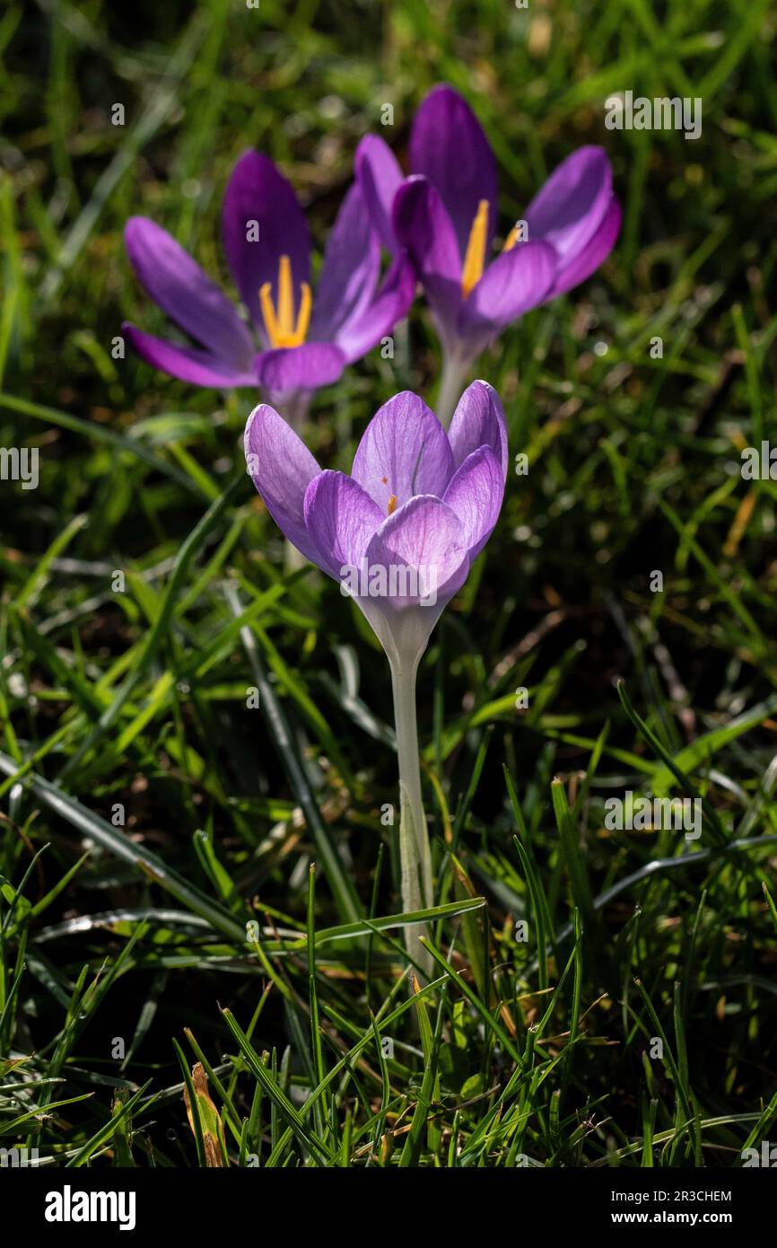 Drei Krokusse auf einem Rasen im Frühling. Stockfoto