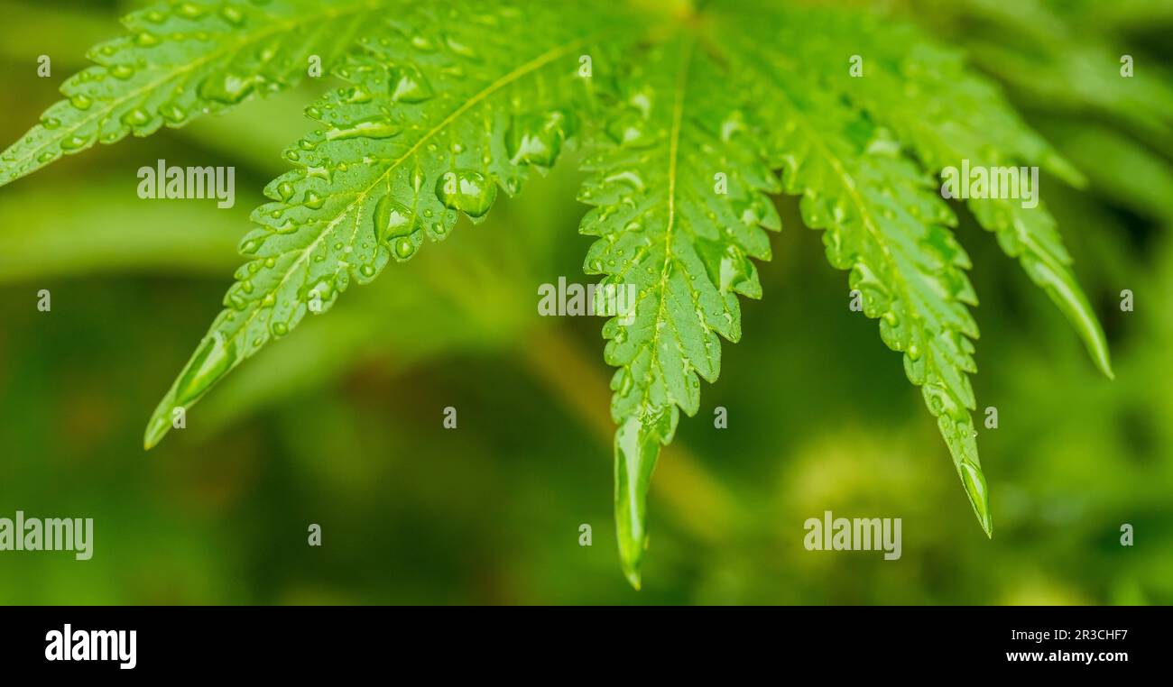 Makro Nahaufnahme eines Cannabis marihuana Pflanze Blatt Stockfoto
