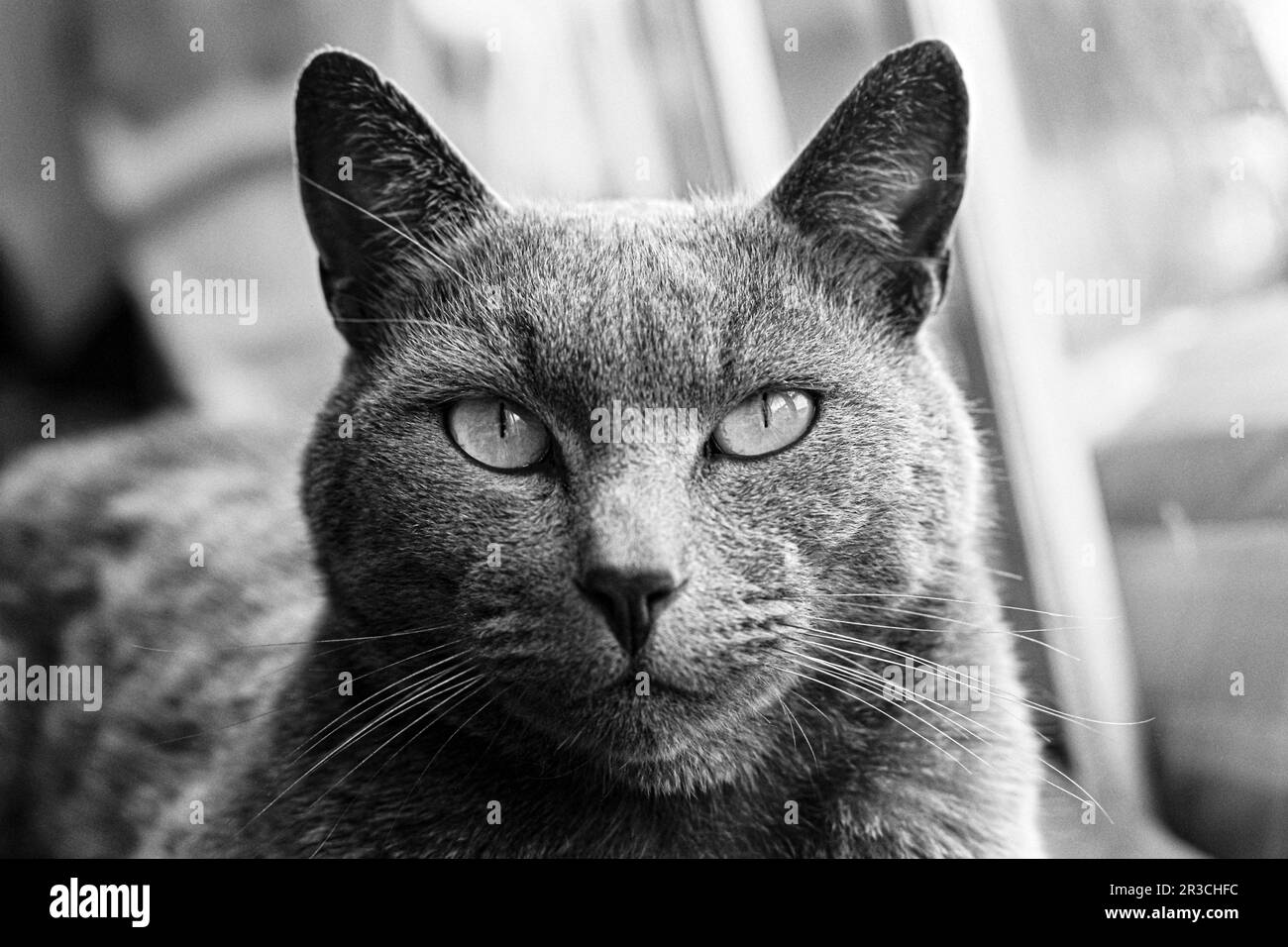 Porträt einer russischen Blue Tabby Katze, die in die Kamera schaut Stockfoto
