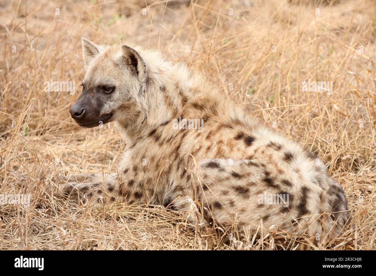 Afrikanische Hyena auf einer südafrikanischen Safari Stockfoto