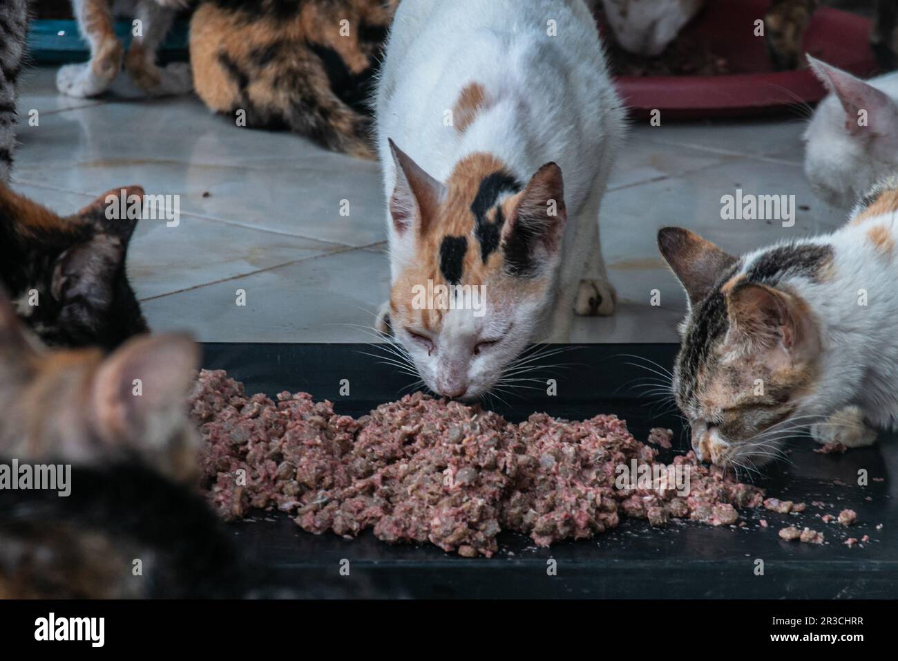 Die Katzen essen am 23. Mai 2023 in Rumah Kucing Parung, einem Heim für kranke und verletzte verlassene Katzen in Bogor, West-Java, Indonesien, Katzenfutter Stockfoto