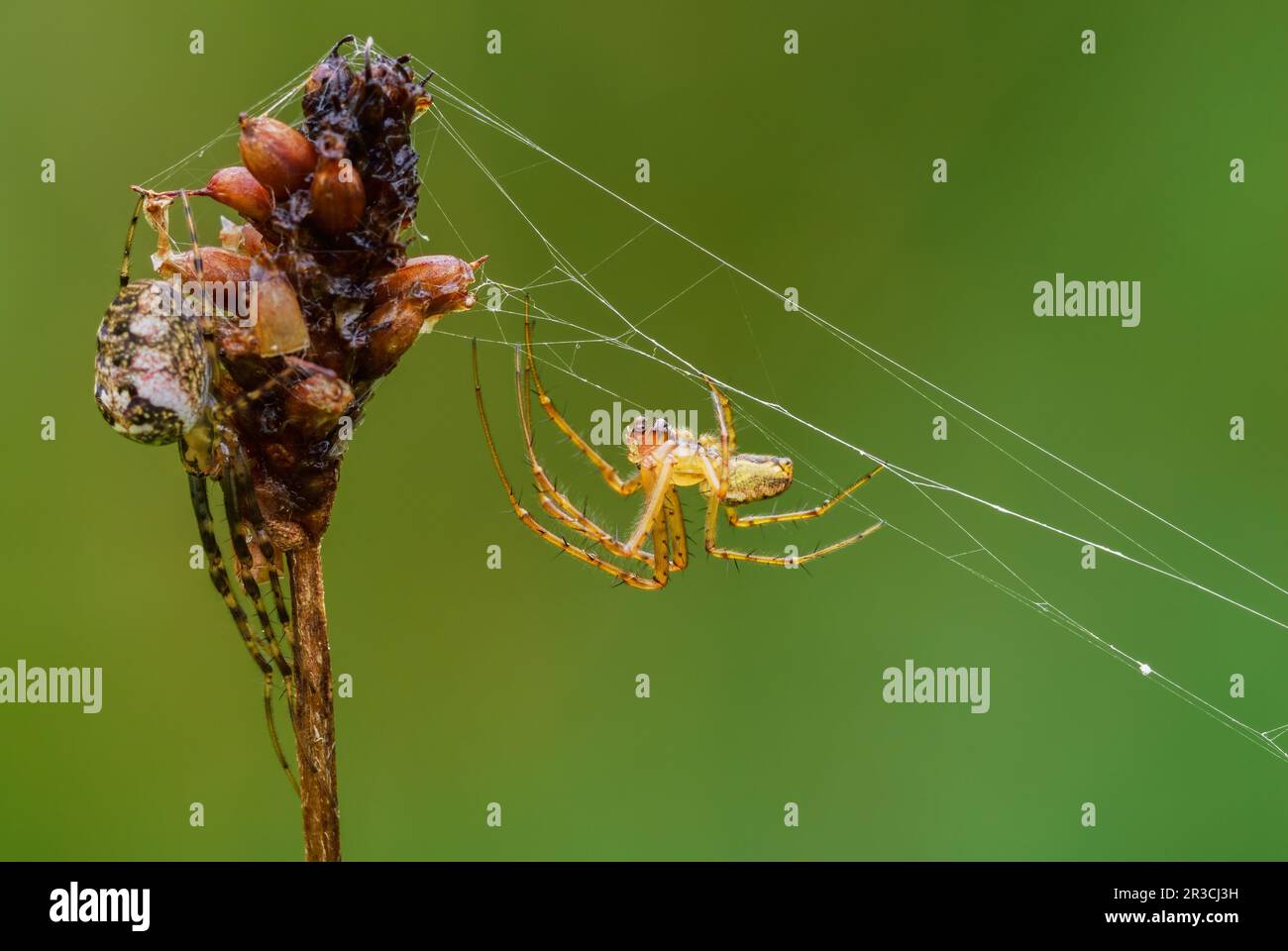 Erwachsene Spinnen Fotos Und Bildmaterial In Hoher Aufl sung Alamy erwachsene-spinnen-fotos-und-bildmaterial-in-hoher-aufl-sung-alamy