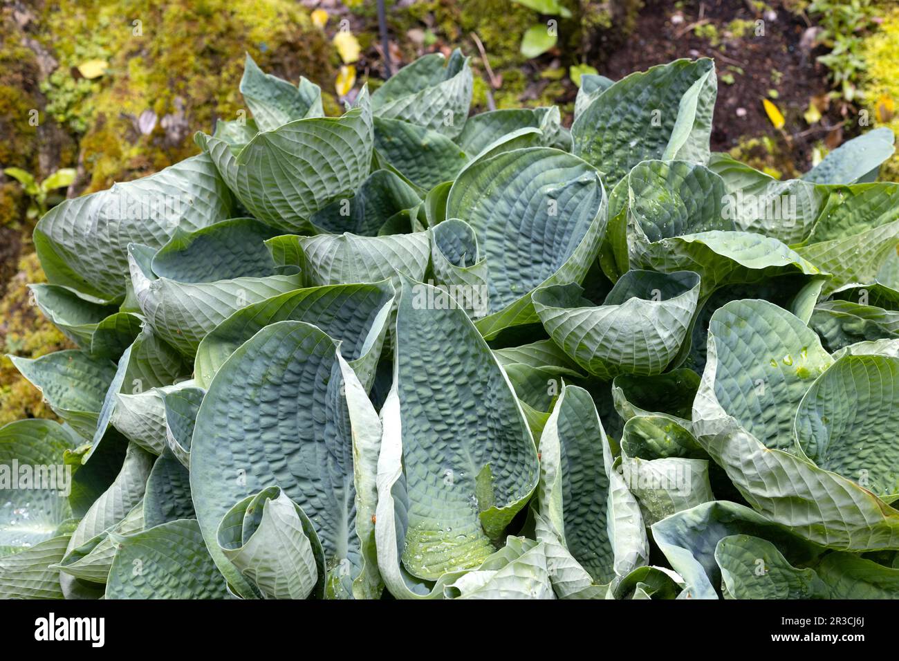 Hosta 'Abiqua Trinkbrust'. Stockfoto