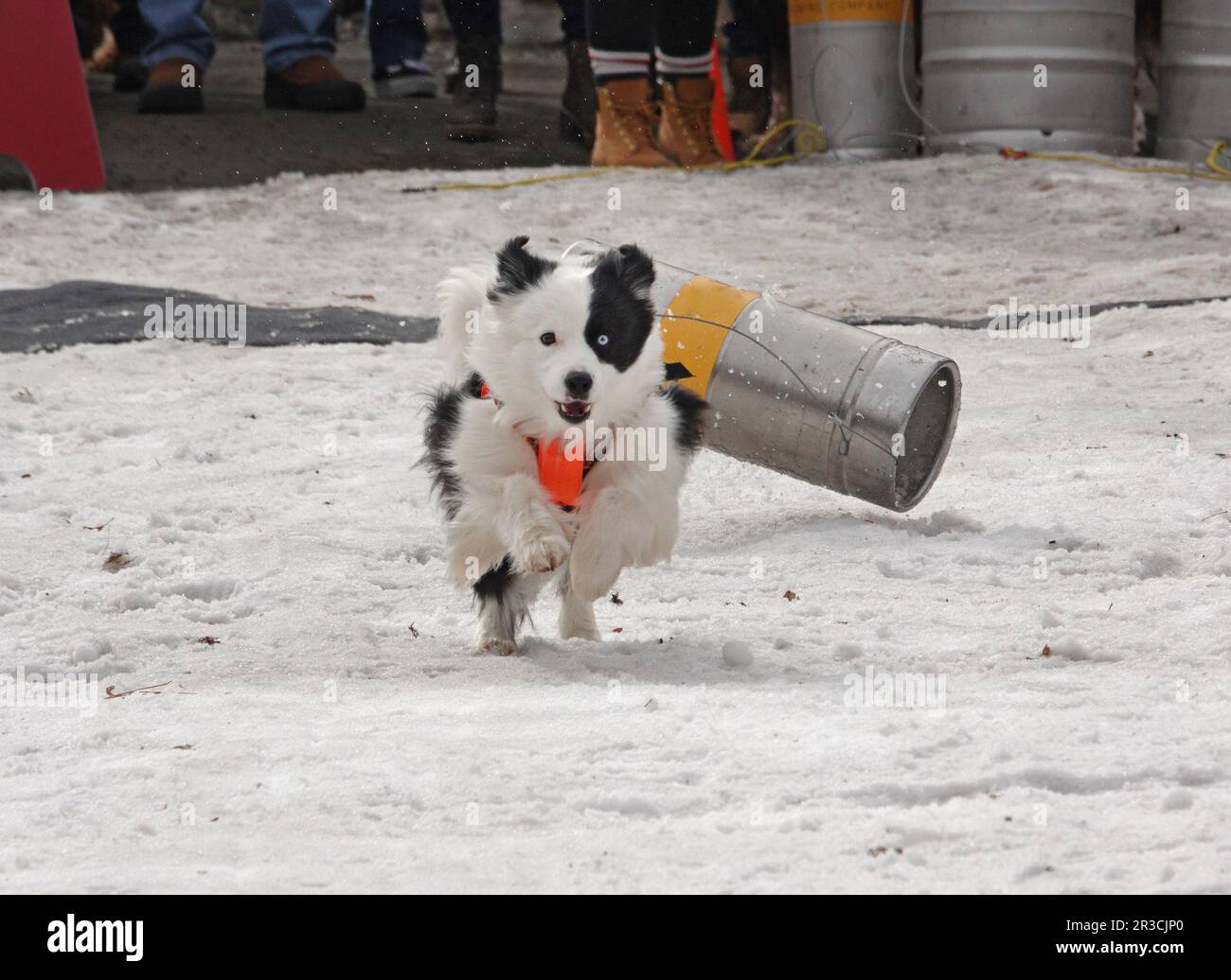 Ein Hund zieht ein leeres Bierfass beim zentralen oregon Keg Pull Race, einer beliebten Wohltätigkeitsveranstaltung für Hunde, die im Februar in Sunriver, Oregon, stattfindet. Stockfoto