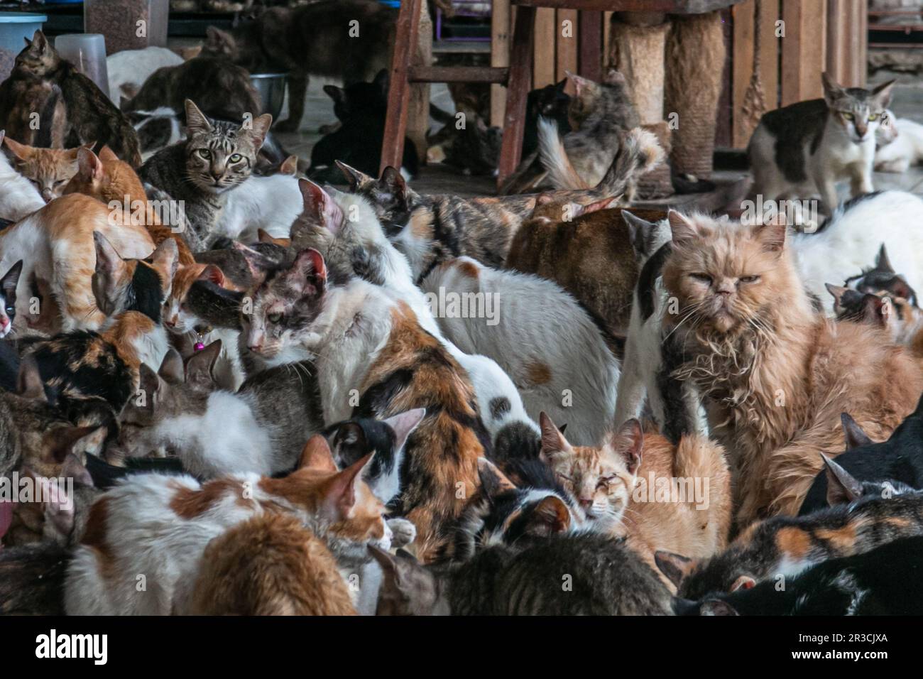 Katzen in Rumah Kucing Parung, ein Heim für kranke und verletzte verlassene Katzen in Bogor, West-Java, Indonesien, am 23. Mai 2023 Stockfoto