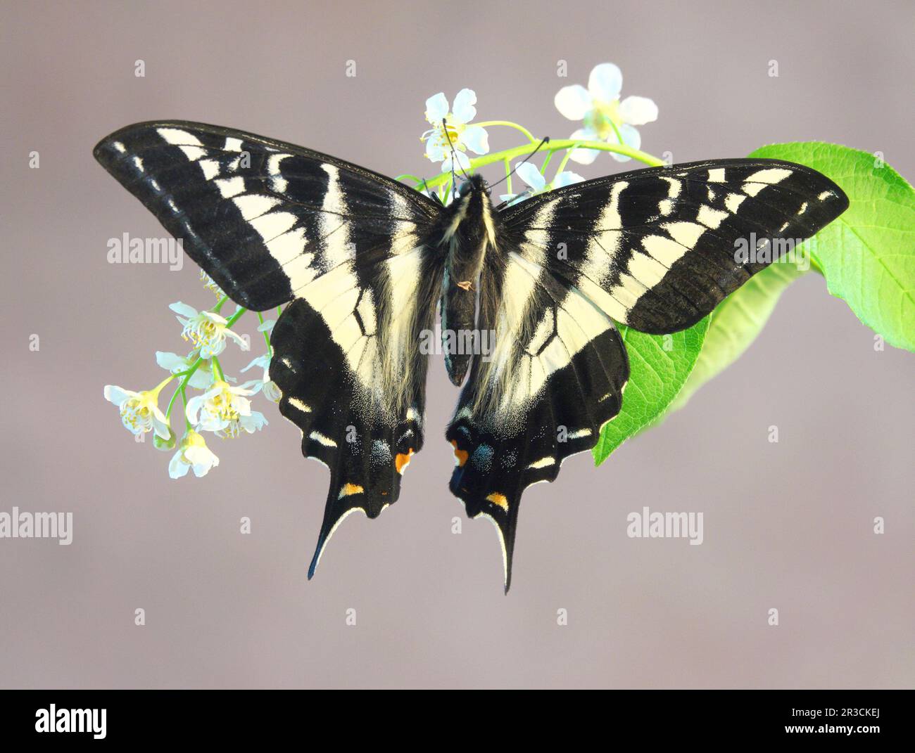 Porträt eines blassen Schwalbenschwanzes, Papilio eurymedon, der Nektar aus einem blühenden Strauß entlang des Metolius im Zentrum von Oregon Cas schlürft Stockfoto