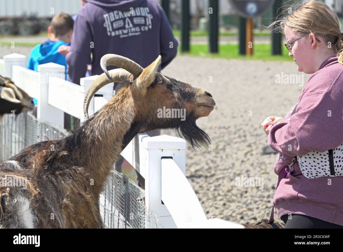 Ein junges Mädchen füttert eine Ziege in einem Streichelzoo in Tillamook, Oregon. Stockfoto