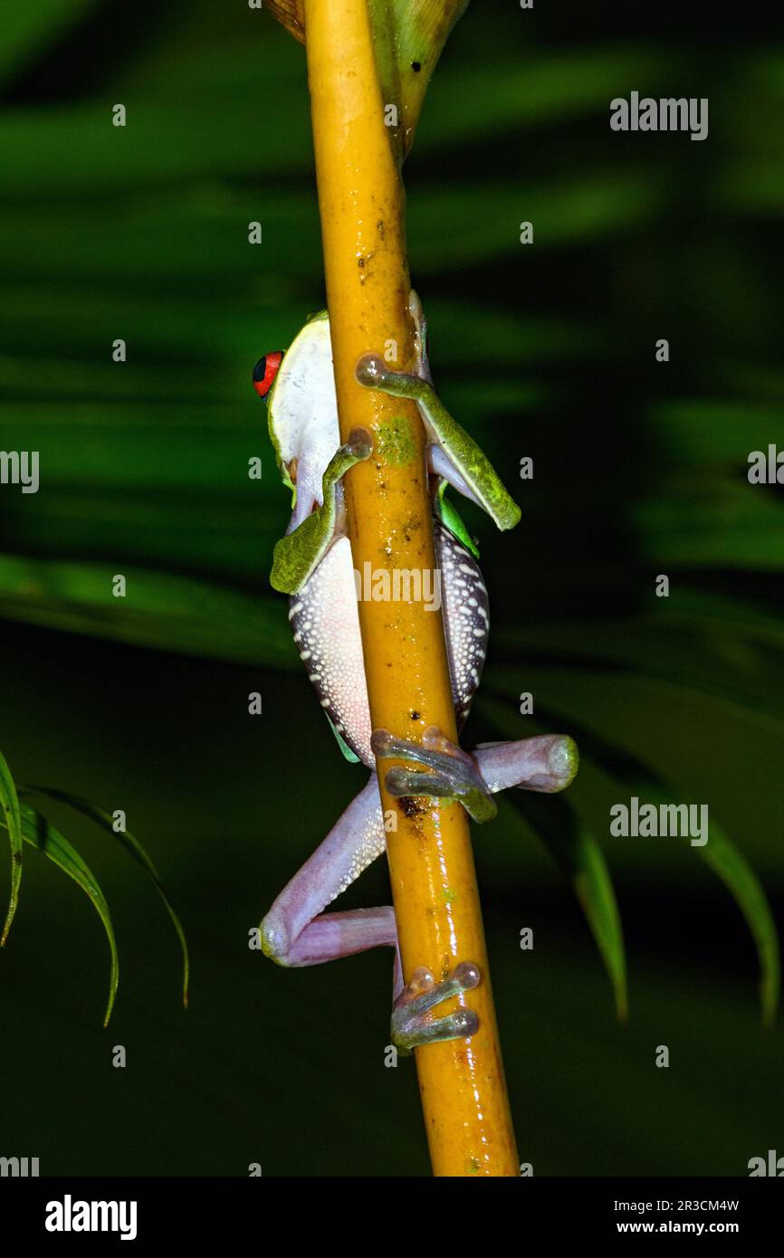 Rotäugiger Baumfrosch (Agalychnis callidryas) aus dem Nationalpark Piedras Blancas, Halbinsel Osa, Costa Rica. Stockfoto