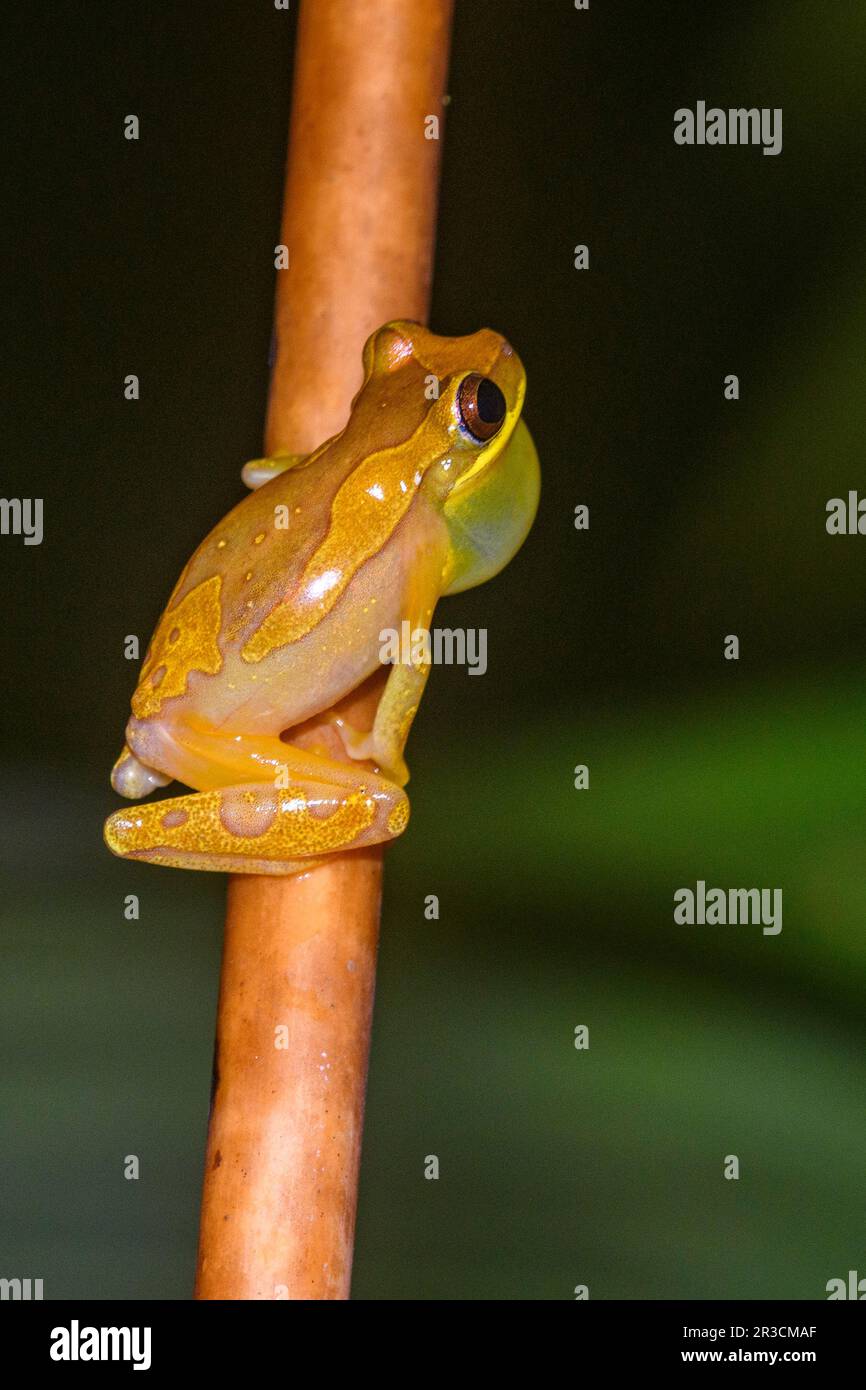 Sanduhrfrosch (Dendropsophus ebraccatus) aus dem Nationalpark Piedras Blancas, Costa Rica. Stockfoto