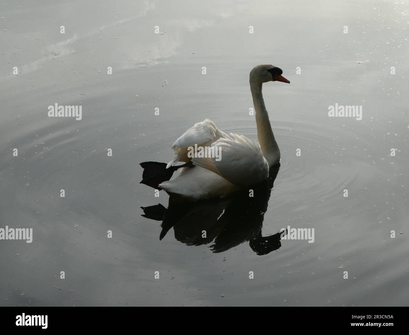 Weißer Schwan, der sich im Abendlicht auf dem Wasser mit Schattenreflexion entspannt Stockfoto