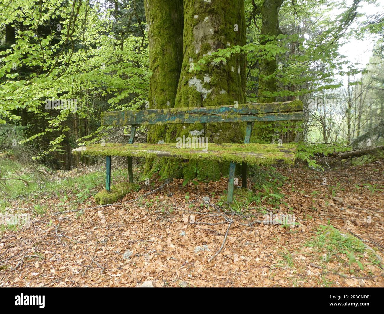 Moosbedeckte Bank im Wald Stockfoto