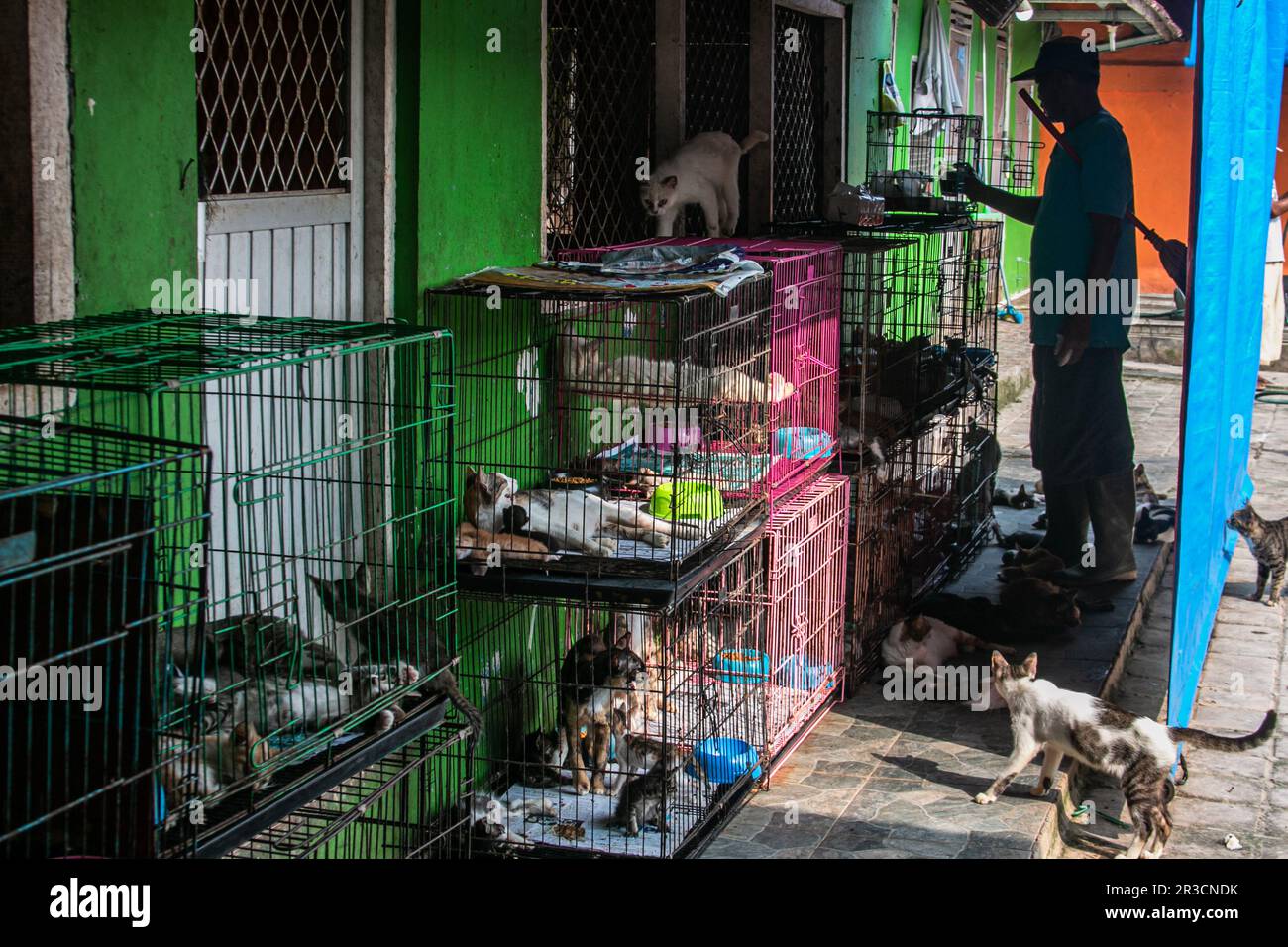 Ein Katzenpfleger in Rumah Kucing Parung, ein Unterschlupf für kranke und verletzte verlassene Katzen in Bogor, West-Java, Indonesien, am 23. Mai 2023 Stockfoto