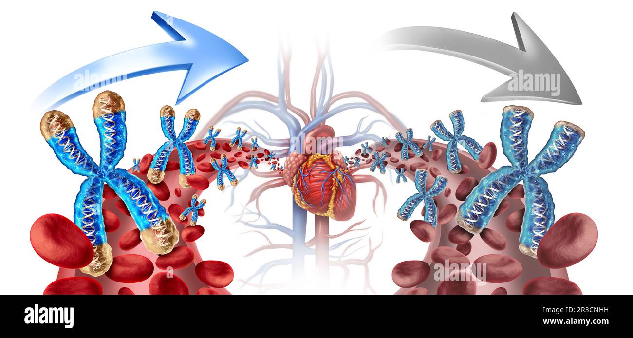 Jungbluttransfusion und Umkehrprozess-Konzept durch Transfusion jüngeren Plasmas mit gesunden Chromosomen mit langen Telomeren Stockfoto