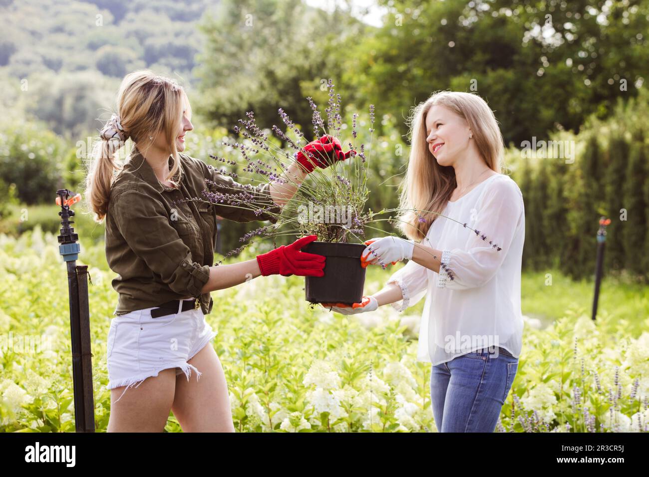 Kaufen Blumen und Pflanzen auf lokalen Bauernmärkten Stockfoto