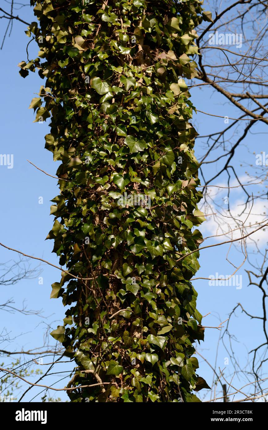 Englische Ivy-Reben wachsen in Virginia, USA, als Baumstamm auf. Stockfoto
