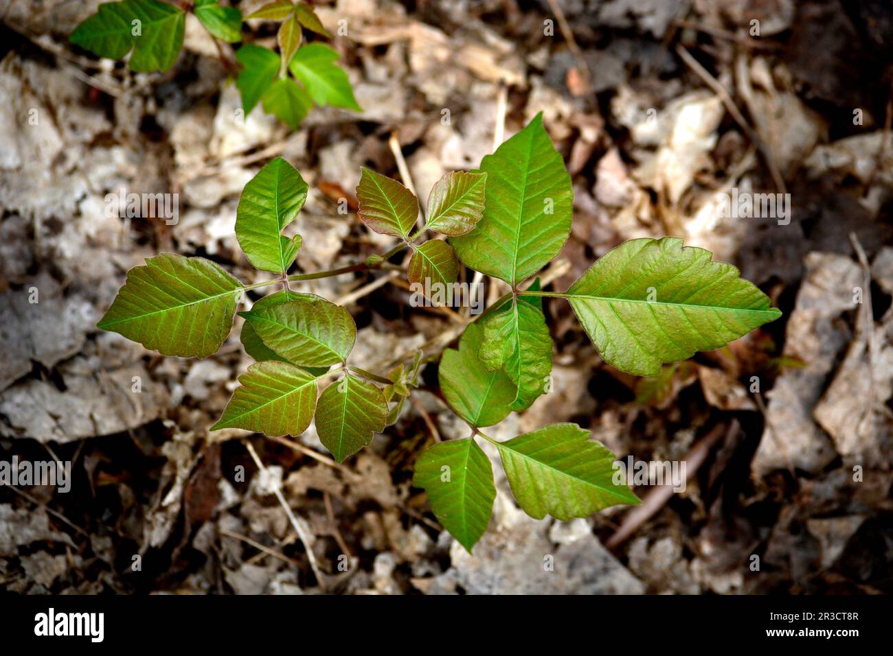 Gift Ivy (Toxicodendron radidicans) wächst in den Wäldern von Virginia, USA. Stockfoto