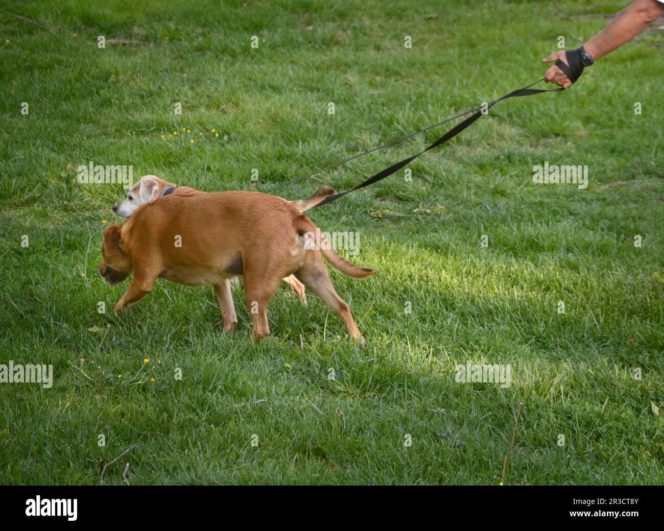 Ein Hundeführer nimmt seine zwei Haustiere mit auf einen Spaziergang in Abingdon, Virginia. Stockfoto
