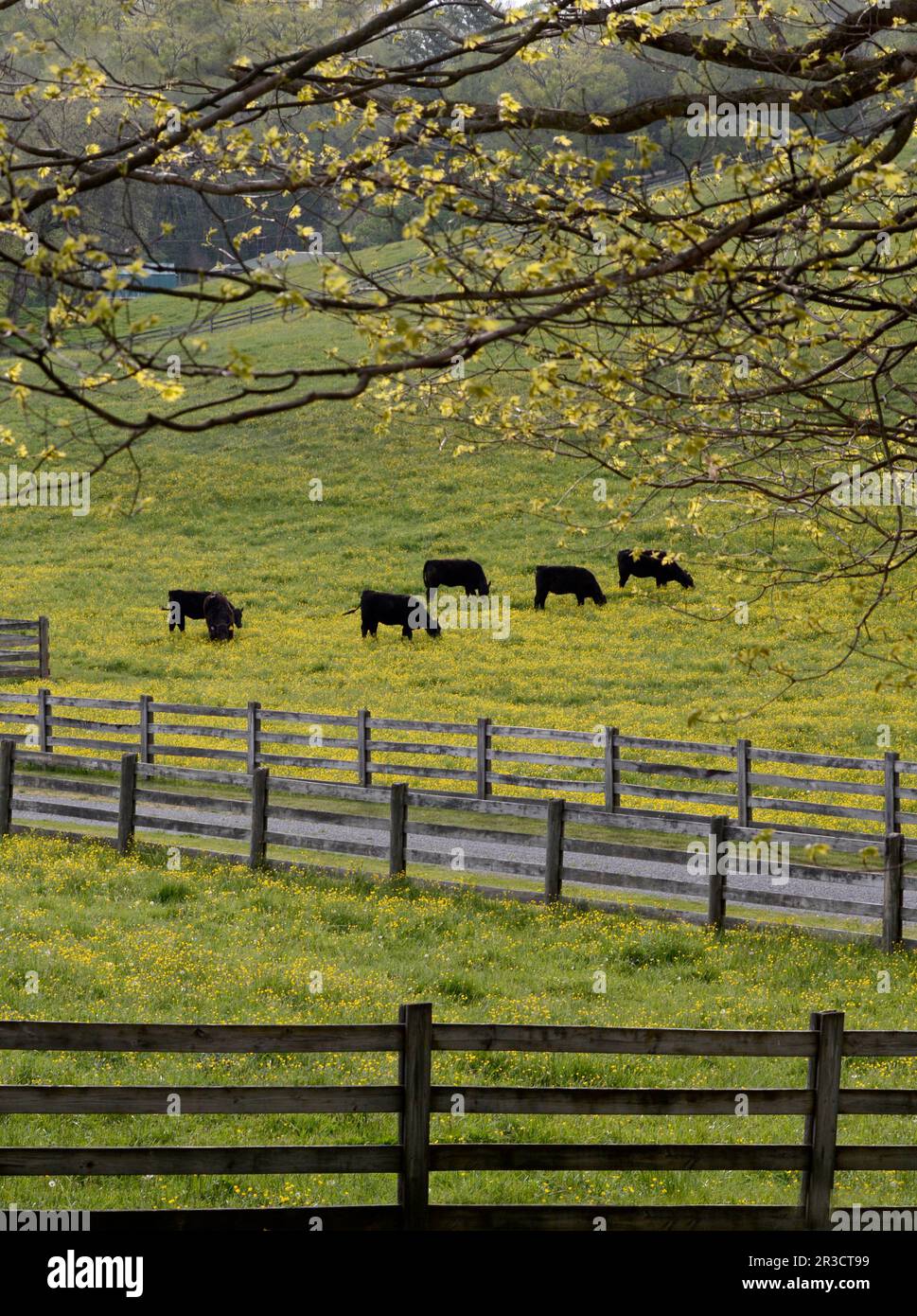 Vieh grasen auf einer Weide auf einem Bauernhof im ländlichen Virginia, USA. Stockfoto