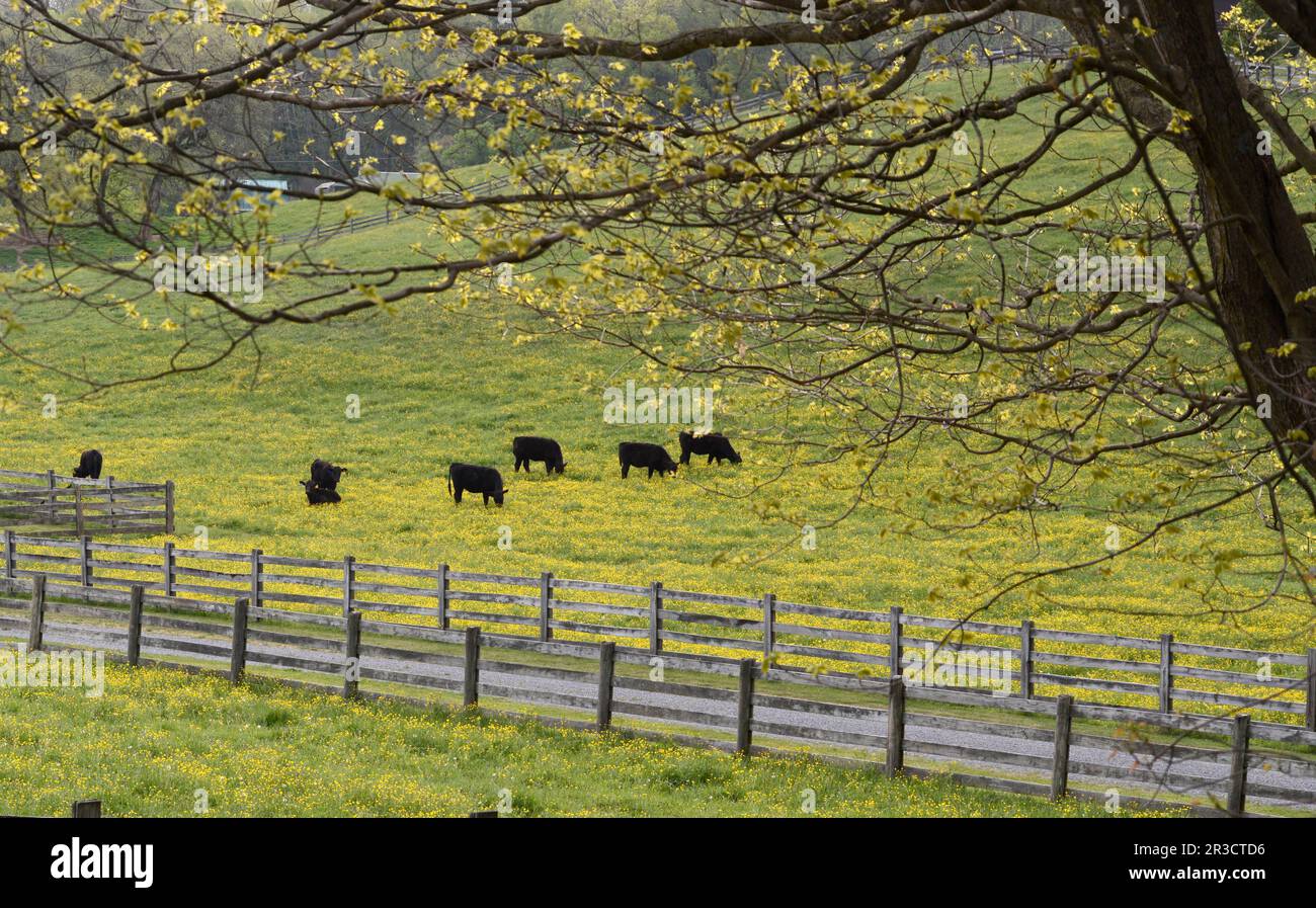 Vieh grasen auf einer Weide auf einem Bauernhof im ländlichen Virginia, USA. Stockfoto