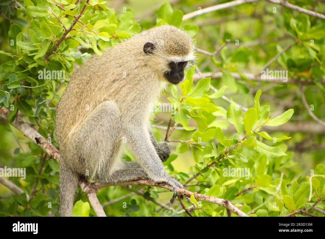 Afrikanischer Vervet-Affe in einem südafrikanischen Tierschutzgebiet Stockfoto