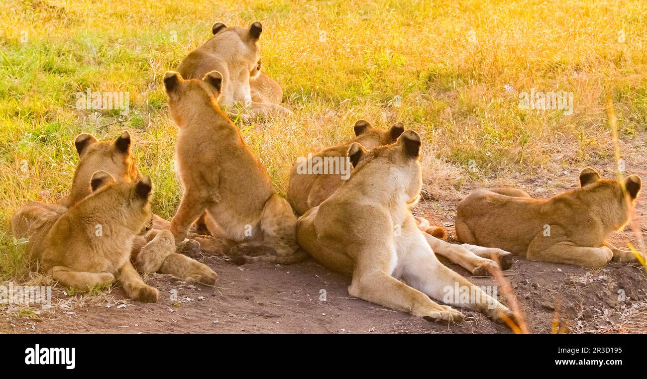 Afrikanischer Löwe in einem südafrikanischen Wildreservat Stockfoto