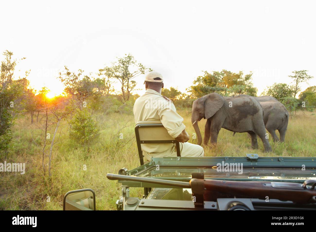 Afrikanische Elefanten im südafrikanischen Wildreservat Stockfoto