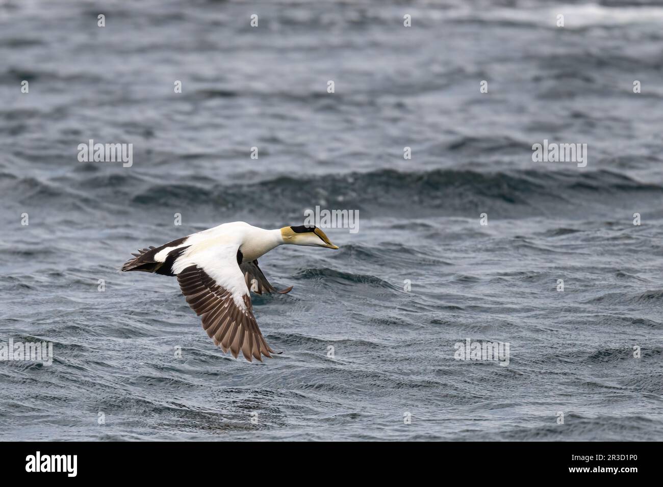 Eine männliche Eiderente (Somateria mollissima), die tief entlang der Atlantikoberfläche vor der Küste von Maine, USA, fliegt. Stockfoto