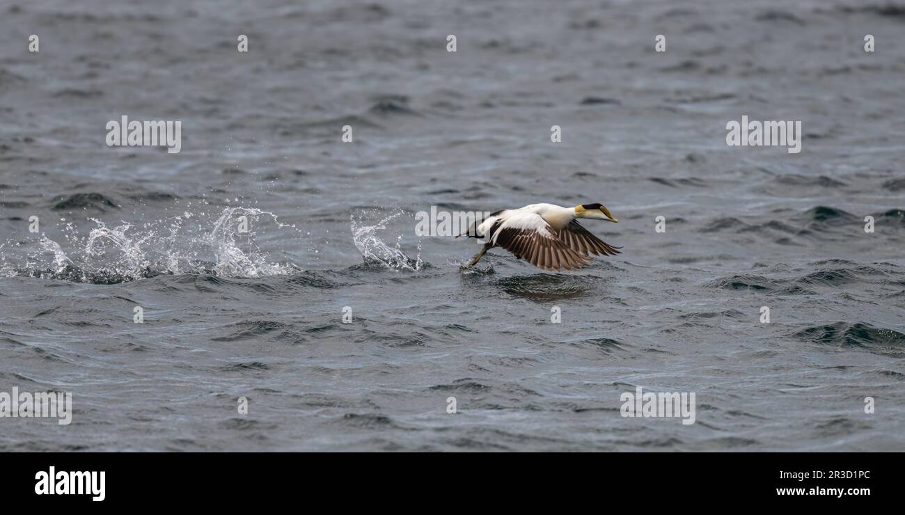 Eine männliche Eiderente (Somateria mollissima), die von der Oberfläche des Atlantiks vor der Küste von Maine, USA, startet. Stockfoto