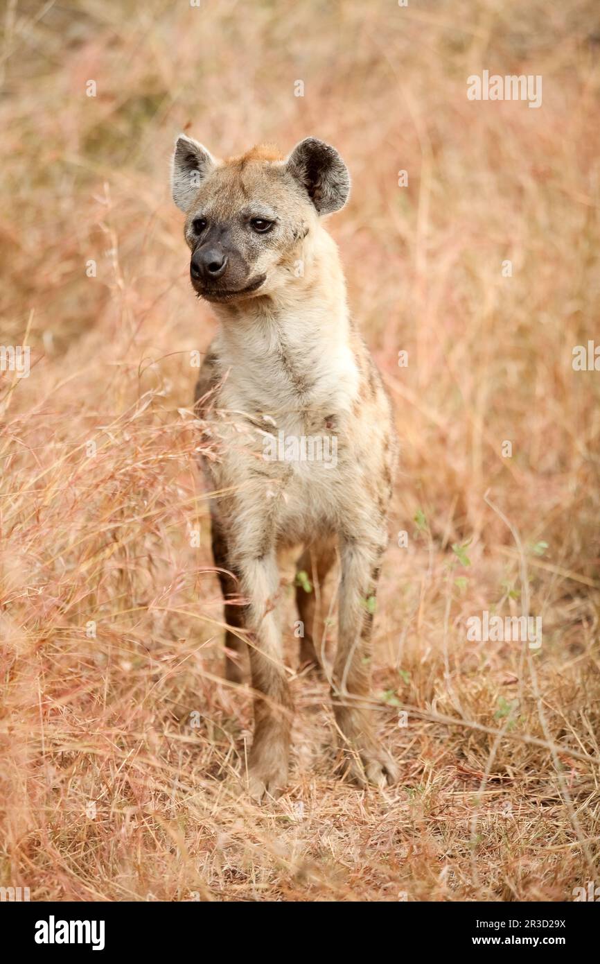 Afrikanische Hyena auf einer südafrikanischen Safari Stockfoto