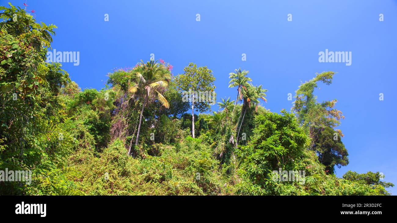 Natürlicher tropischer Fotohintergrund mit Palmen unter klarem blauen Himmel an einem sonnigen Tag Stockfoto