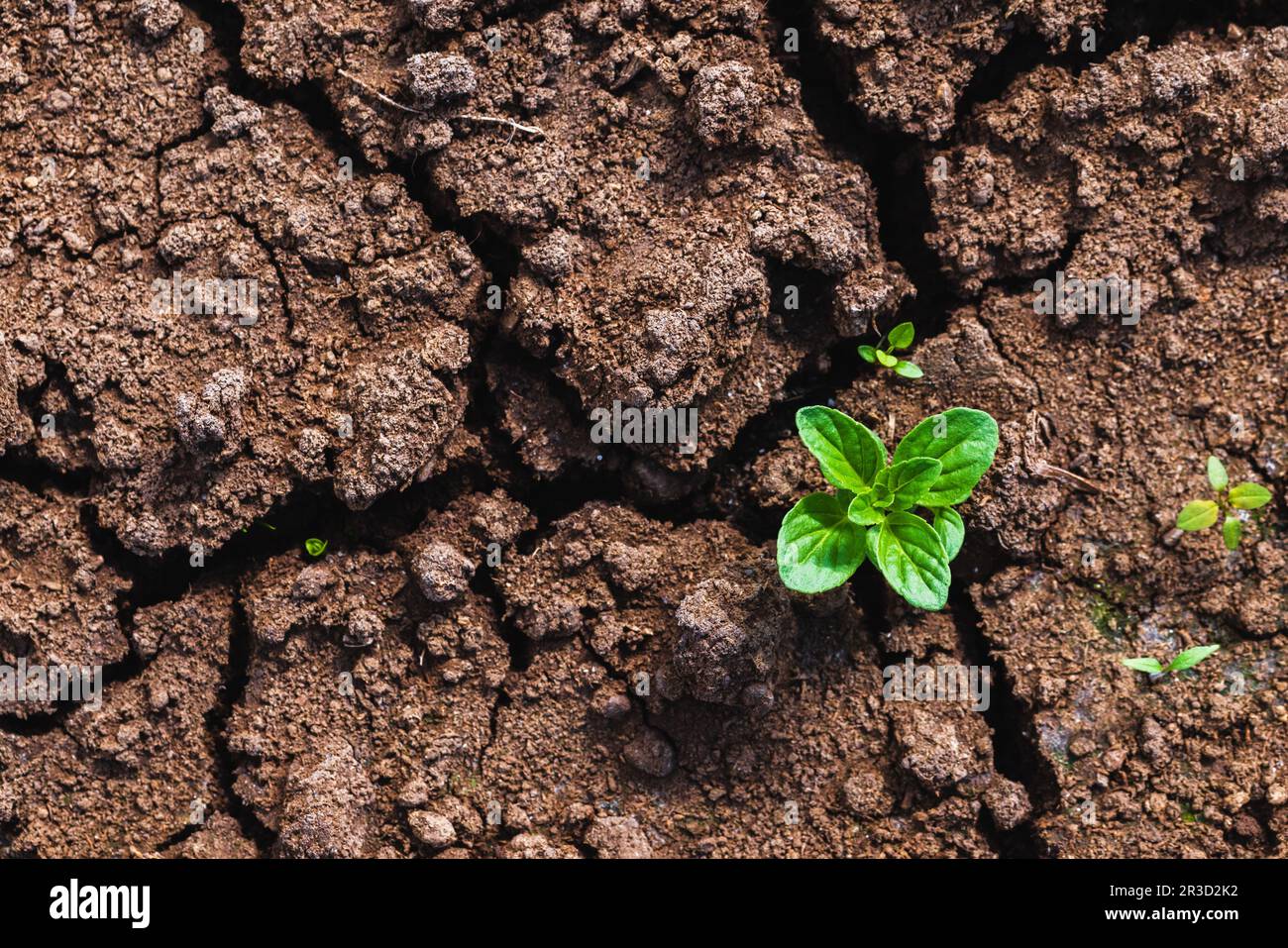 Kleiner grüner Sprossen wächst in trockenem, gerissenem Boden, Draufsicht, Nahaufnahme Stockfoto