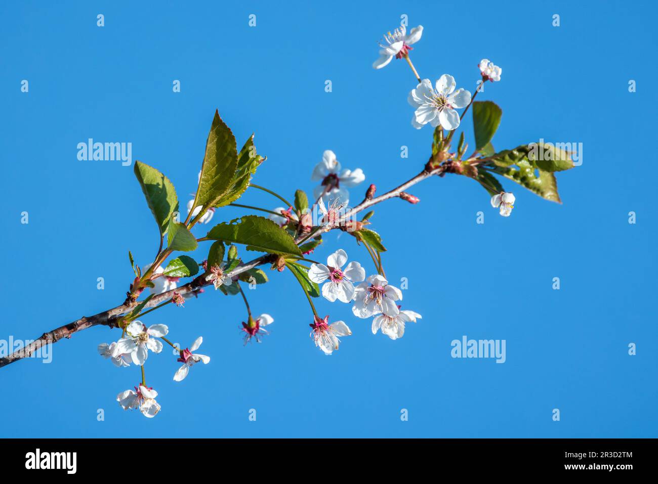 Kirschblüten, weiße Blüten auf dem Ast sind an einem sonnigen Tag unter blauem Himmel, natürlicher Frühlingshintergrund Stockfoto