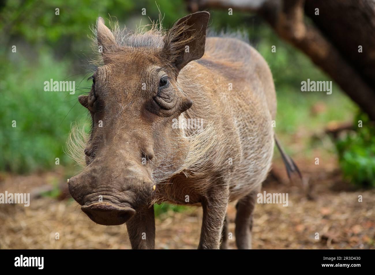 Nahaufnahme eines wilde afrikanische Warzenschwein Stockfoto
