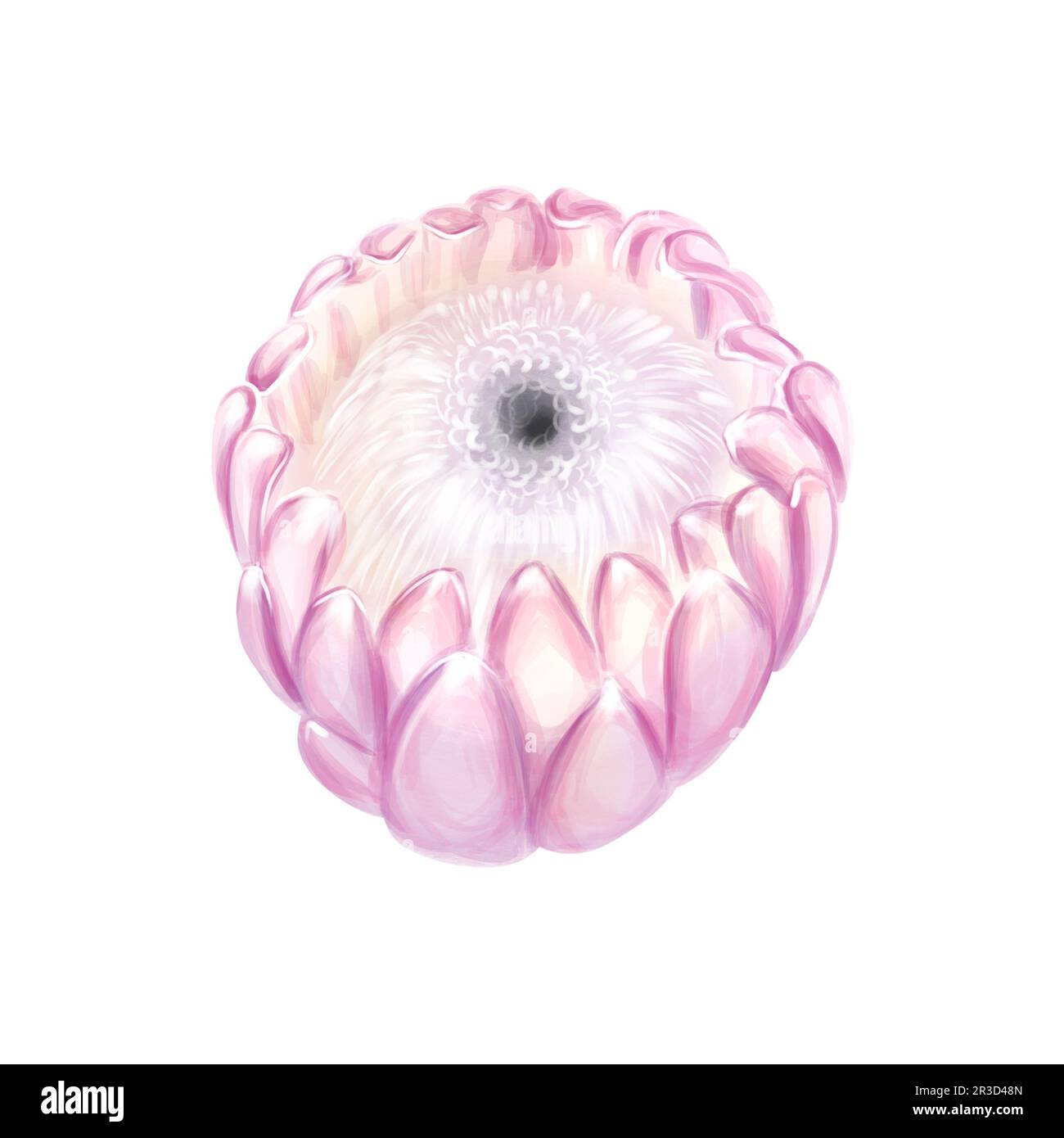 Aquarell Knospen Pink Protea. Tropische exotische zarte und romantische Blume. Isolieren, um Hochzeitseinladungen und -Karten zu erstellen. Stockfoto