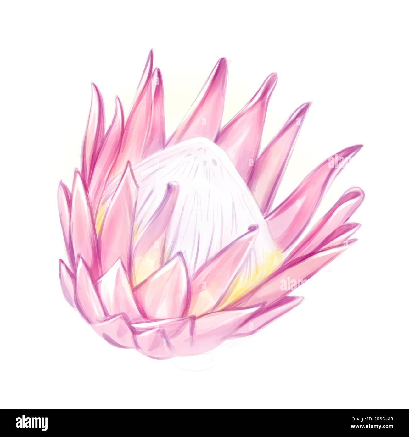 Aquarell exotische rosa Blüte Protea. Tropische sanfte romantische Blume. Isolieren Sie sich auf weißem Hintergrund, um Hochzeitseinladungen und -Karten zu erstellen. Stockfoto