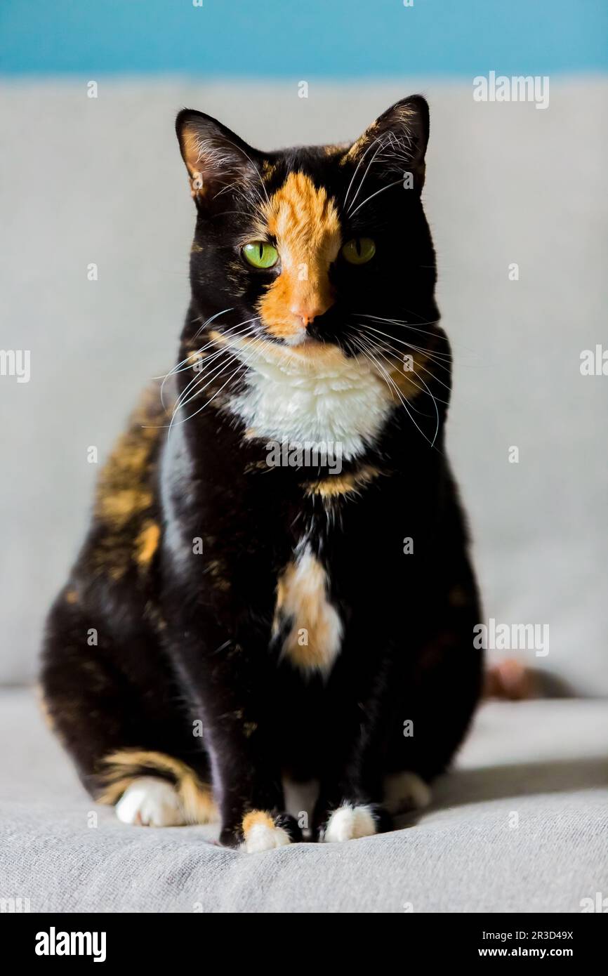 Schöne calico Schildpatt Tabby Katze sitzt auf einer Couch Stockfoto