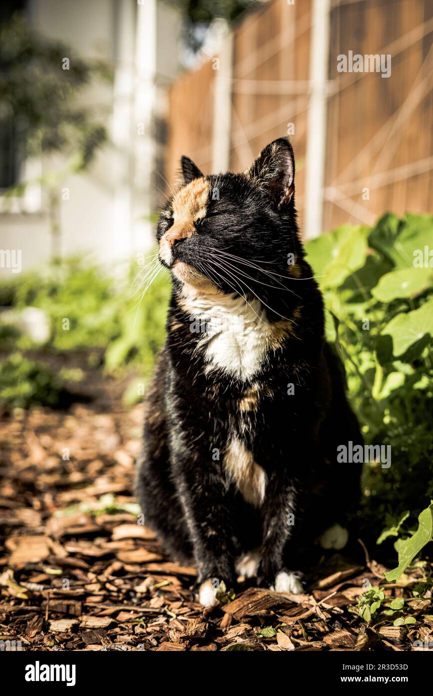 Black und Ginger Tortoiseshell Cat sitzen im Garten Stockfoto
