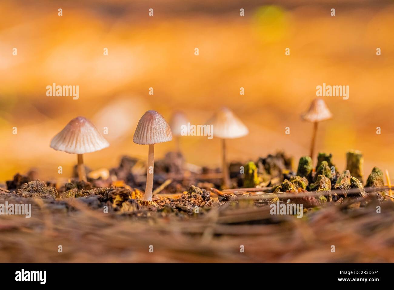 Pilze aus nächster Nähe auf einer Plantage im Kiefernwald im Tokai Forest Kapstadt Stockfoto