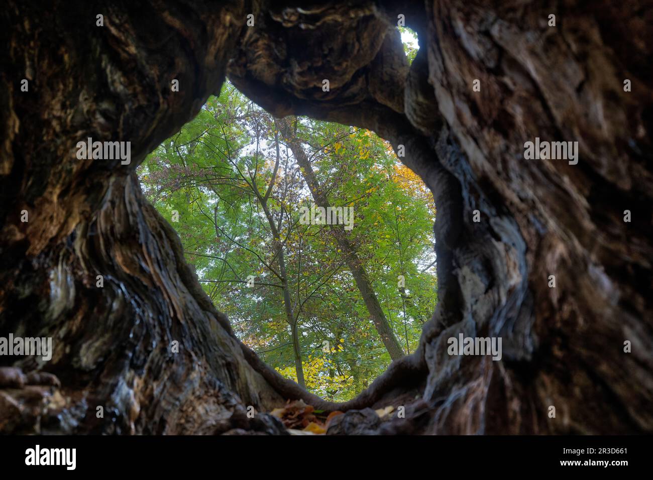 Alter Baumstamm im Herbst Stockfoto