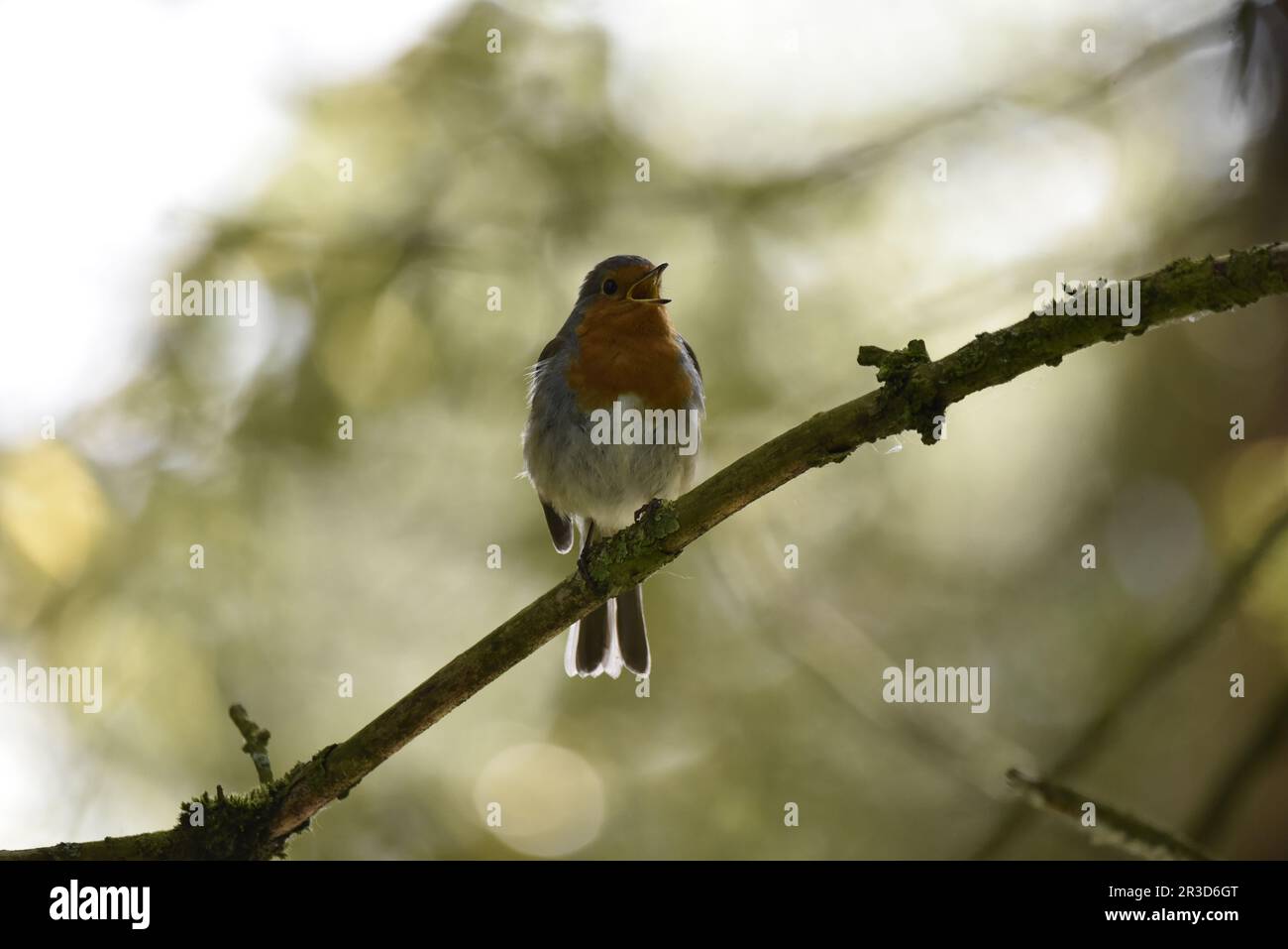European Robin (Erithacus rubecula) singt aus einer Baumfiliale, Kopf nach rechts gedreht, vor einem Bokeh Hintergrund, aufgenommen in Großbritannien im Frühling Stockfoto