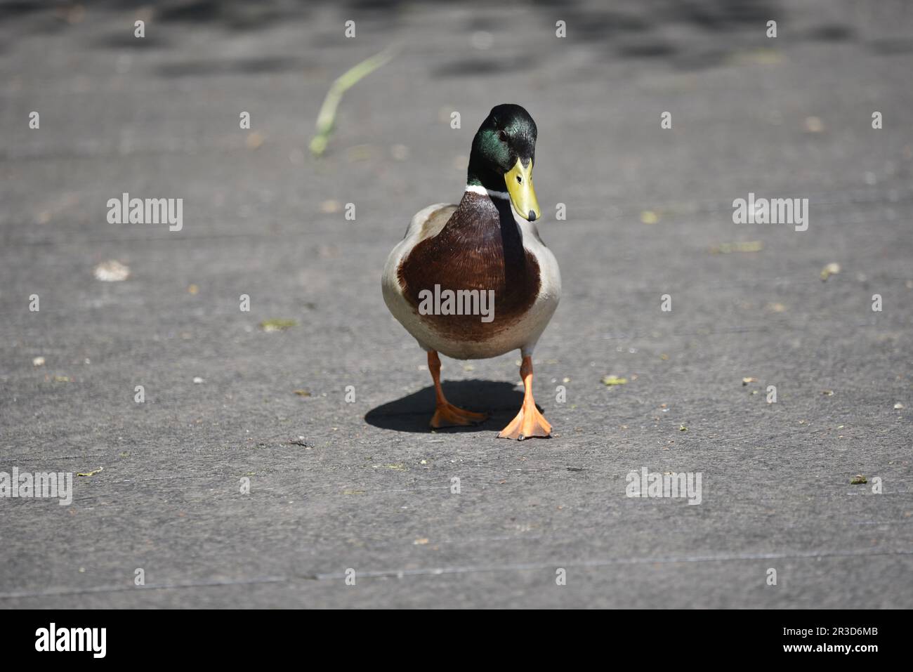 Drake Mallard (Anas platyrhynchos) Walking towards Camera on Tarmac Ground in the Sun, right foot forward and Head Tilted, aufgenommen in Großbritannien im Mai Stockfoto