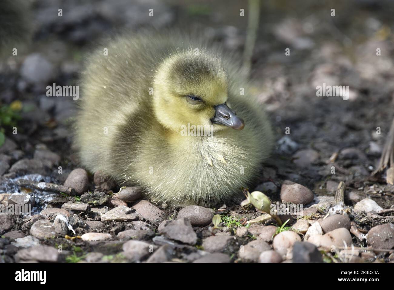 Single Greylag Gosling (Anser anser) sitzt auf Stones auf dem Boden, Dosing in the Sun, aufgenommen in Staffordshire, Großbritannien im späten Frühling Stockfoto