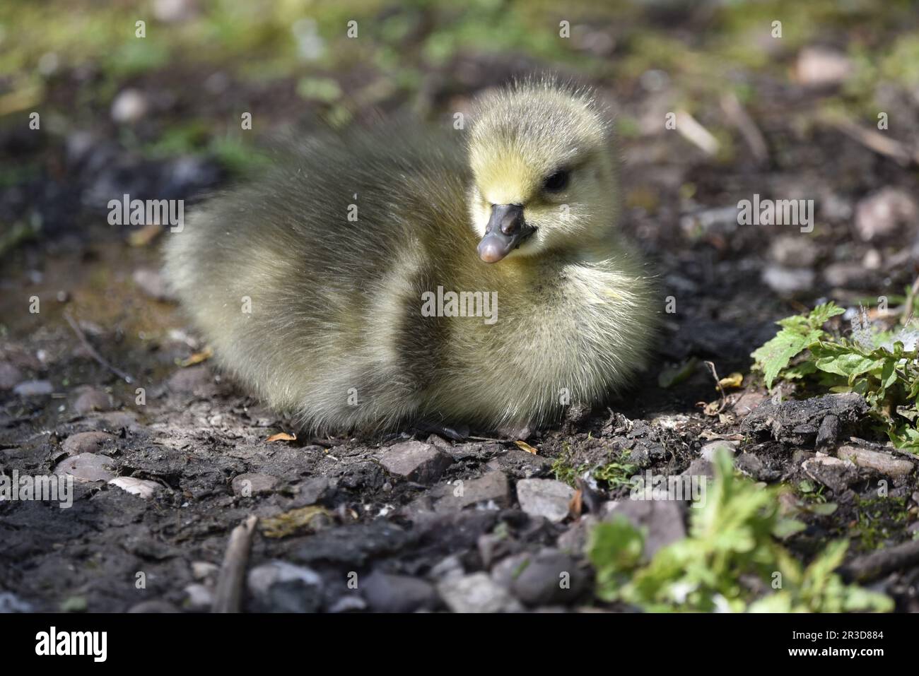 Greylag Gosling (Anser anser) liegt auf dem Boden in der Sonne, wobei Head turned to Camera (Kopf zur Kamera gedreht), aufgenommen im Mai in Staffordshire, England, Großbritannien Stockfoto