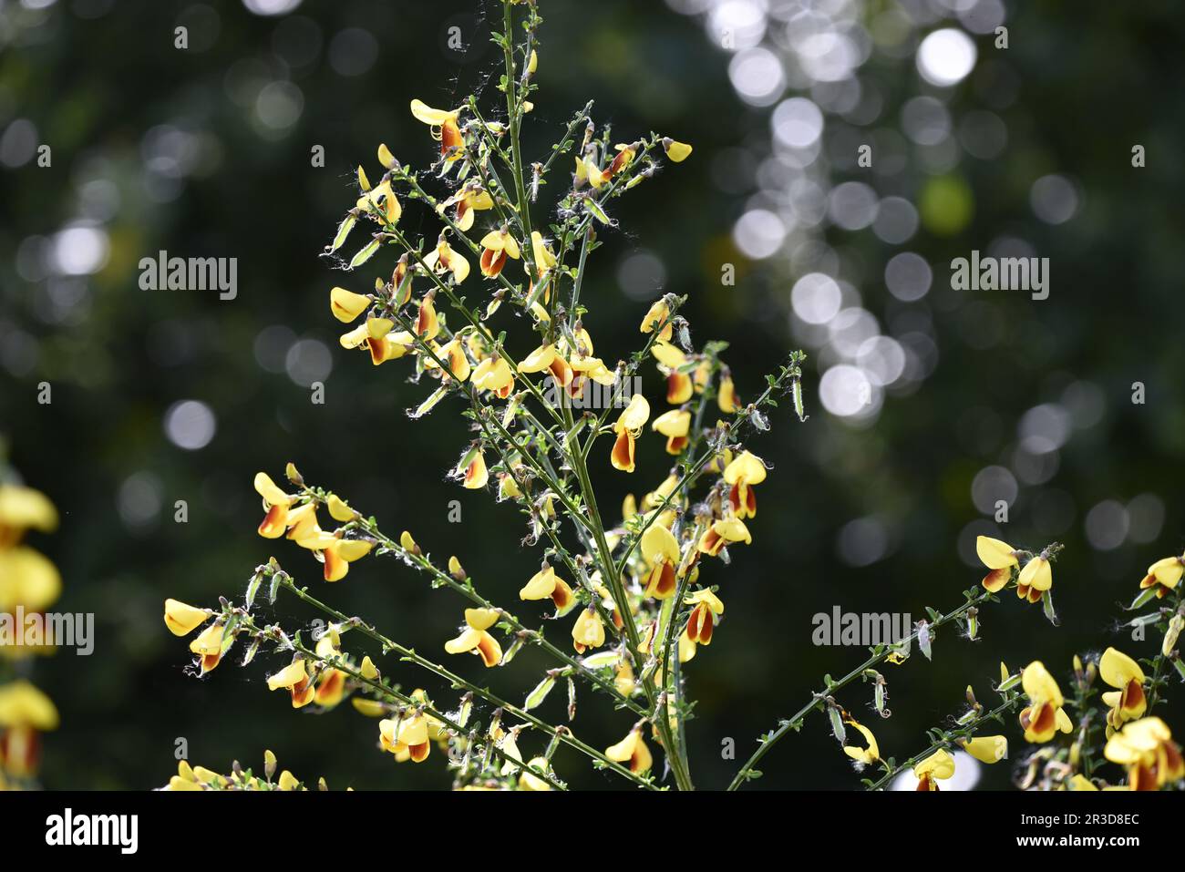 Roter und gelber Kehrbesatz (Cytisus scoparius) mit Hintergrundbeleuchtung von der Sonne vor einem grünen Bokeh-Hintergrund, aufgenommen im Mai in Großbritannien Stockfoto