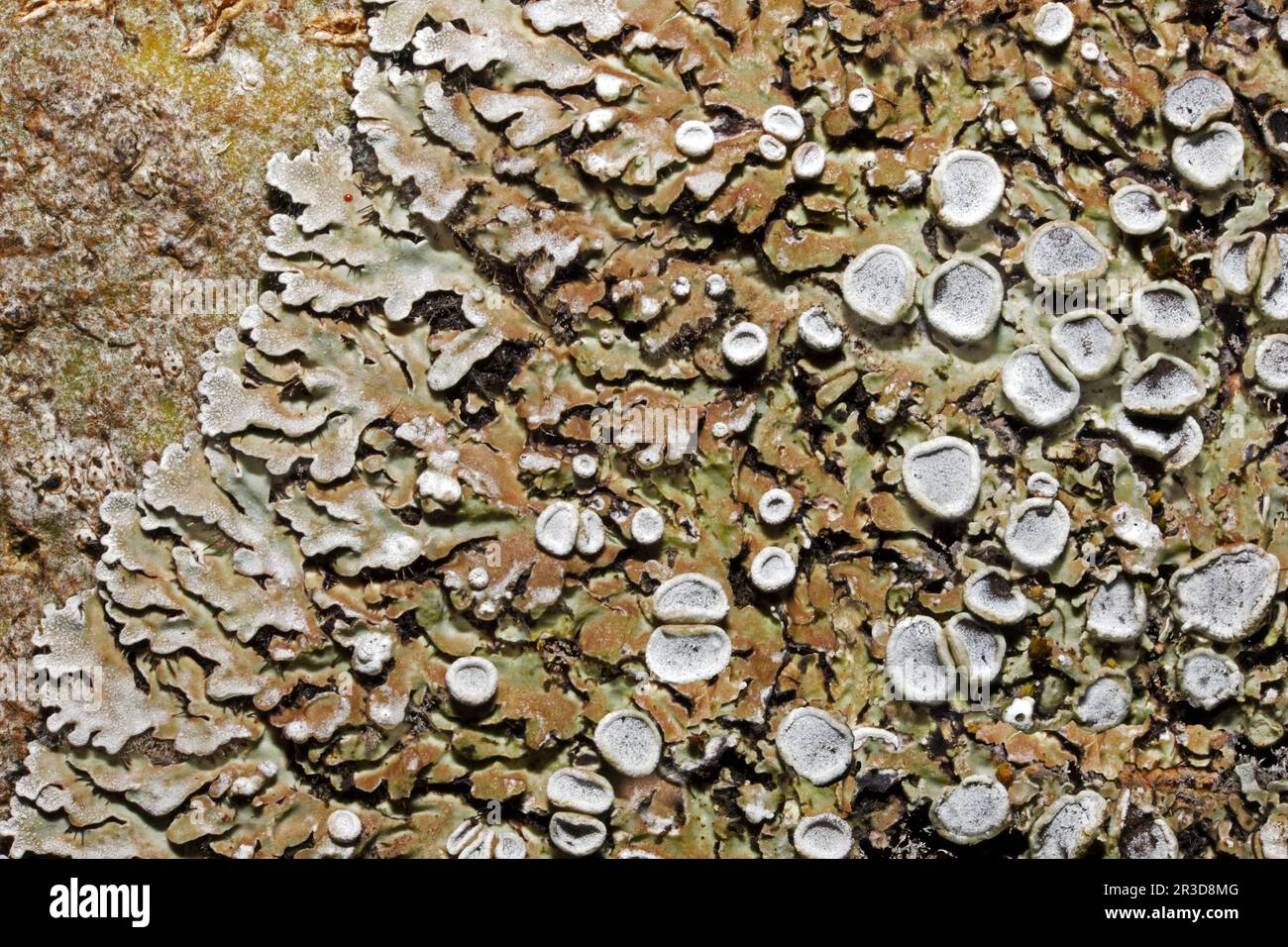 Physconia Distorta ist eine Laubflechte, die auf nährstoffreichen Bäumen verbreitet ist. Es hat eine globale Verteilung. Stockfoto