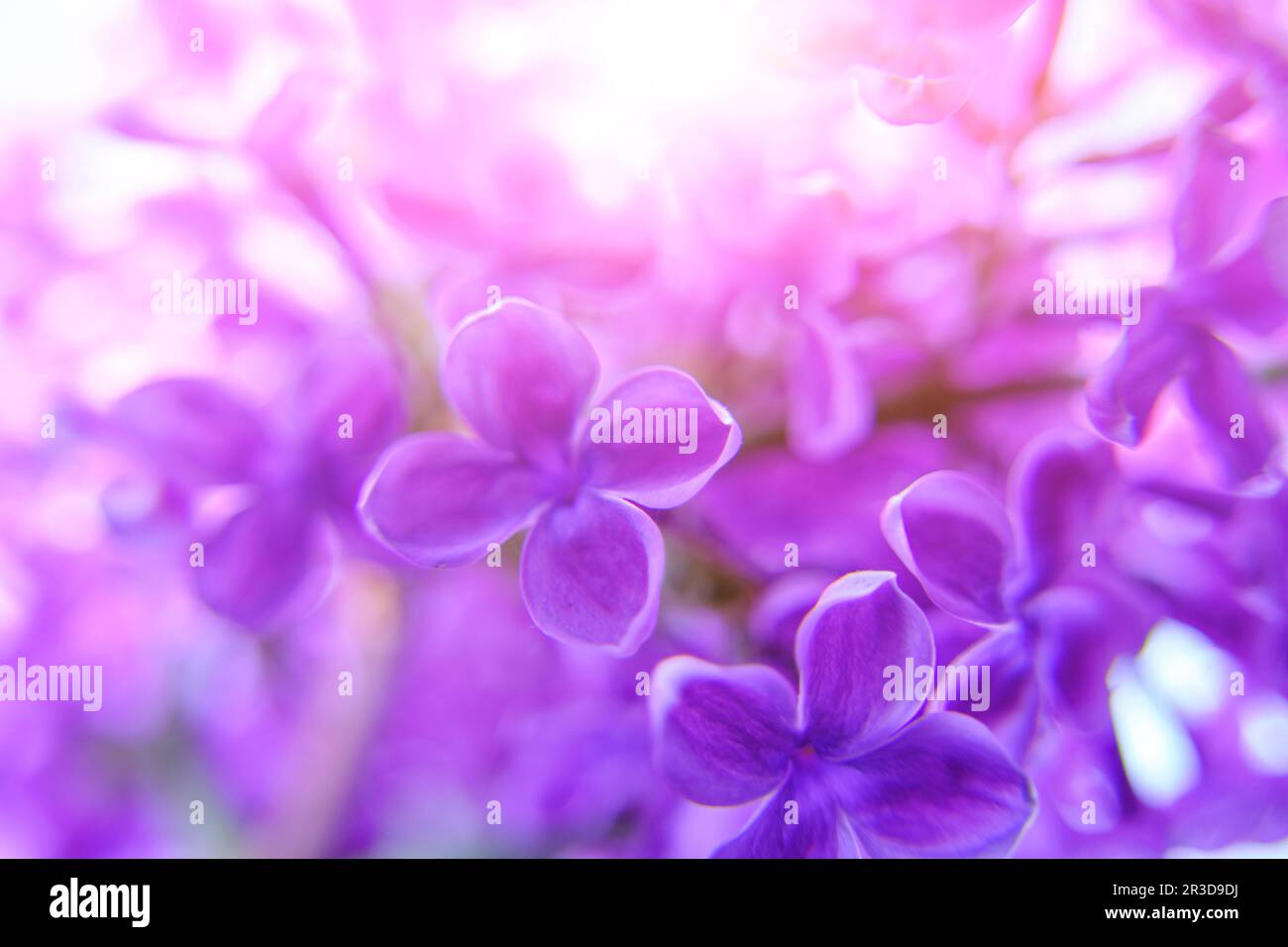 Blühendes Flieder in hellen Sonnenstrahlen. Wunderschöner Frühlingslila Hintergrund mit Blumen Stockfoto